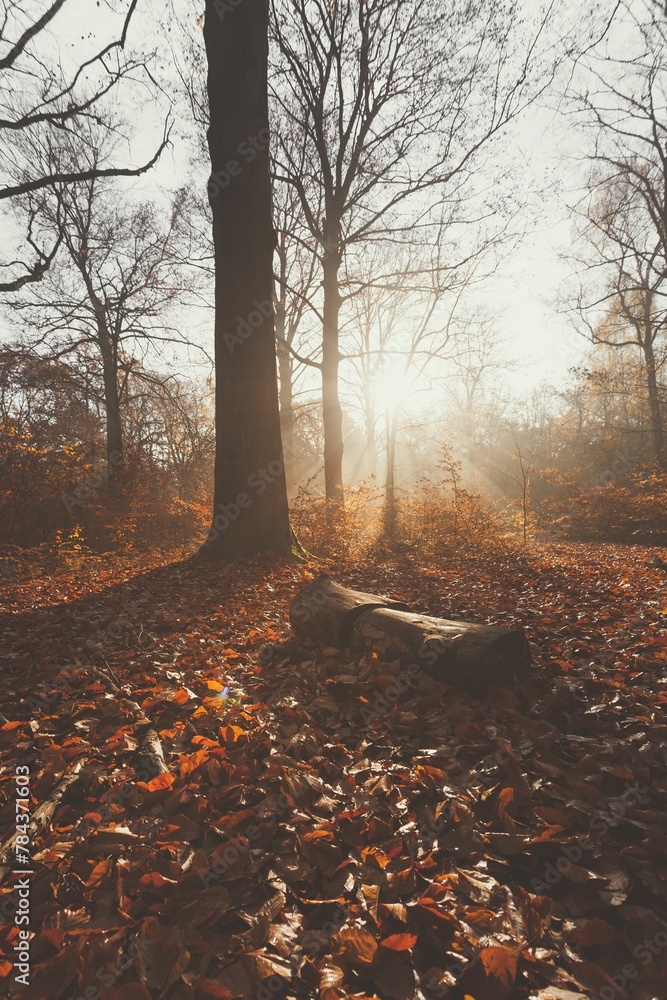 Vertical shot of fallen leaves in the morning light in a warm autumn forest with haze and sun rays