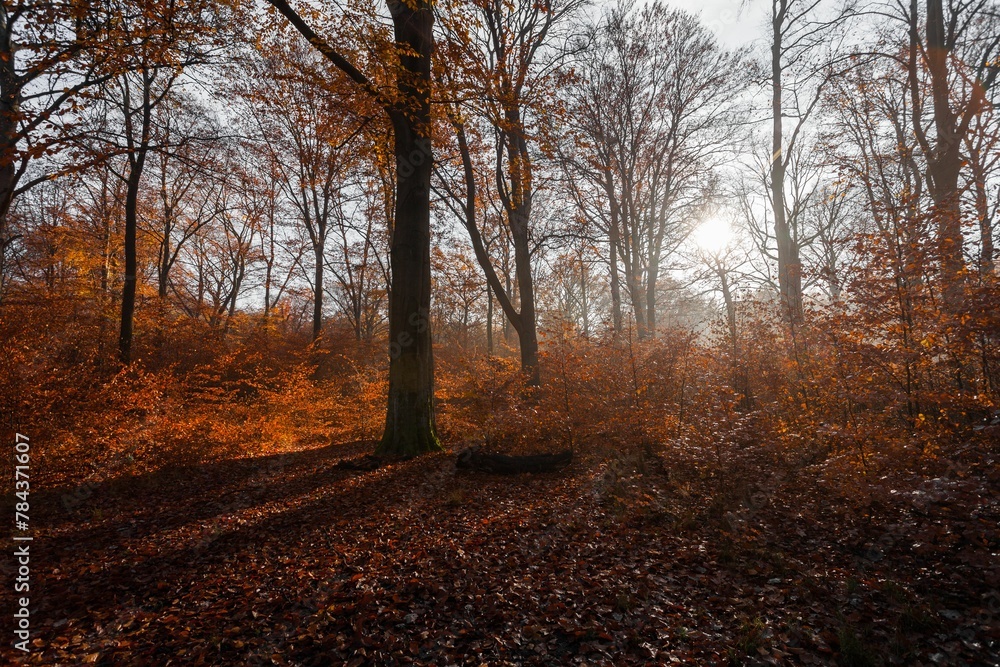 Magical view of the morning light in a warm autumn forest with haze and sun rays Magical view of the morning light in a warm autumn forest with haze and sun rays