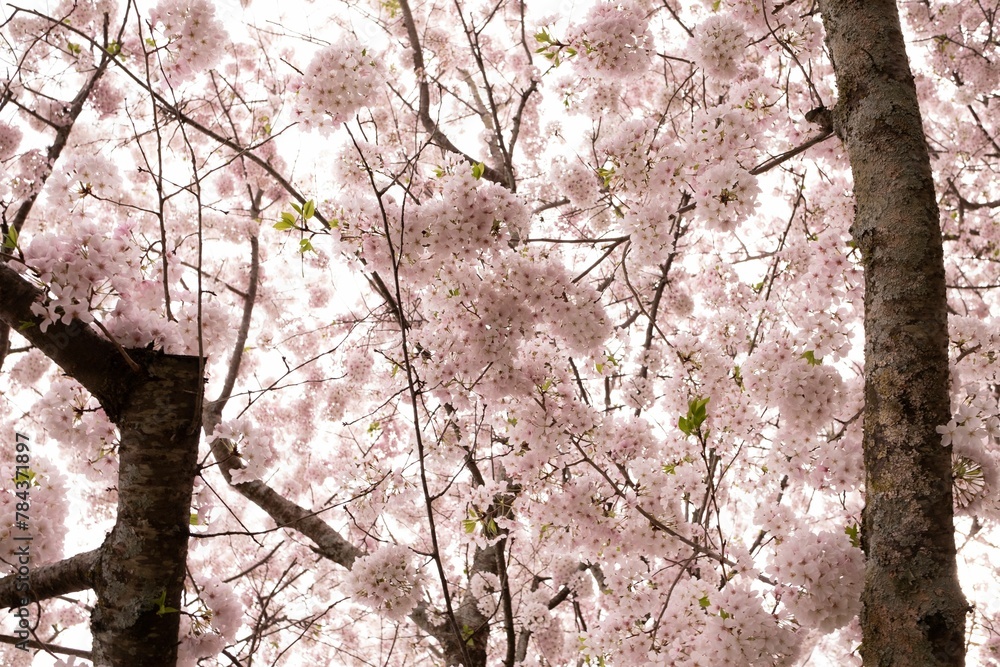 Selective focus of tree branches with blooming pink flowers against a blue sky Selective focus of tree branches with blooming pink flowers against a blue sky