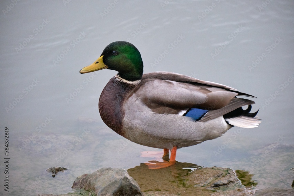 Obraz premium Male mallard standing on rock at the lake shore