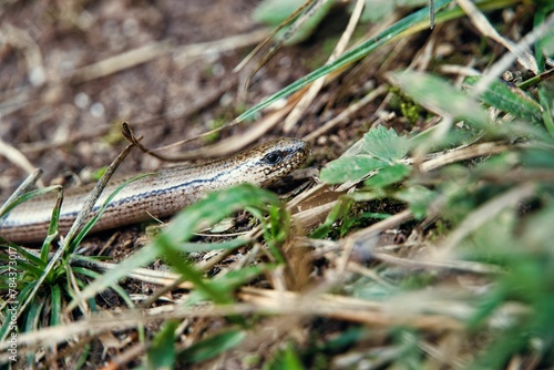 Closeup of a slow worm, Anguis fragilis.