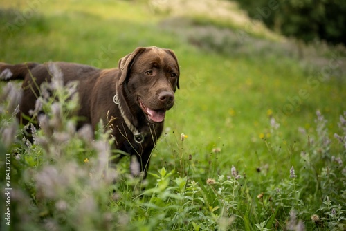 Closeup shot of a brown dog walking on green grasses