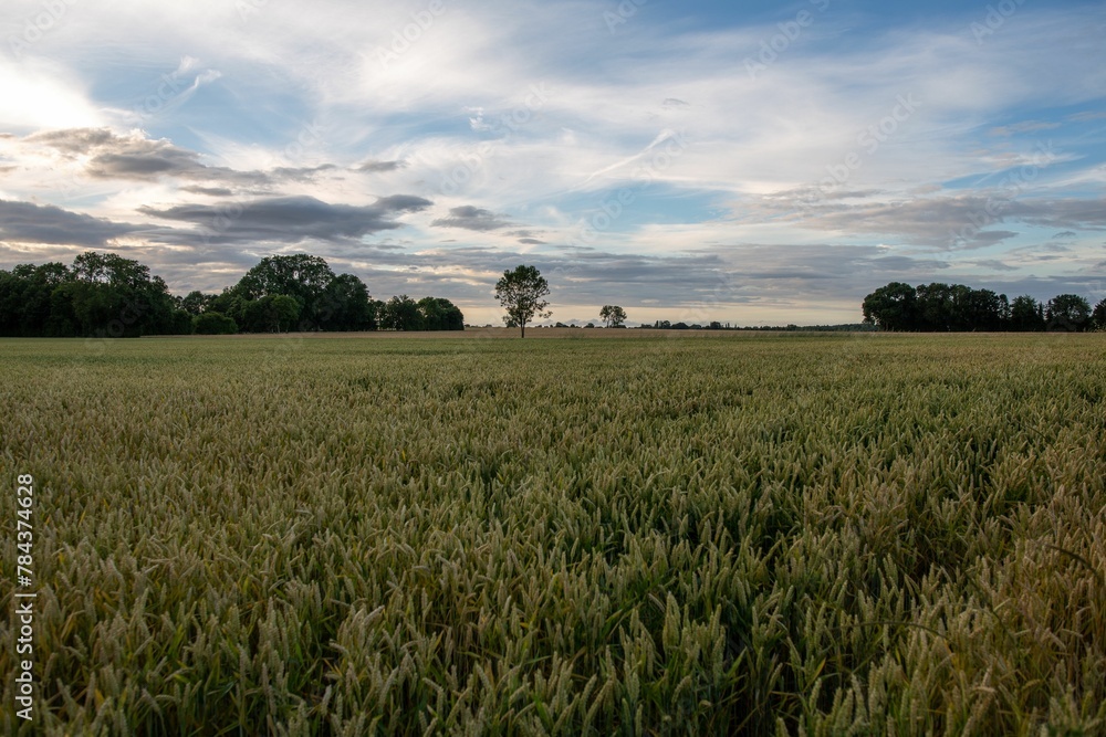 Beautiful country landscape with a vast wheat field under a cloudy dusk sky Beautiful country landscape with a vast wheat field under a cloudy dusk sky