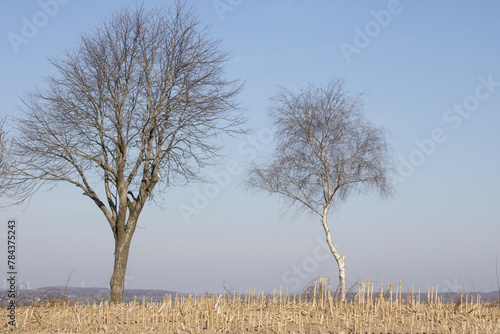 Beautiful autumn landscape, of two leafless tree on a cloud free day