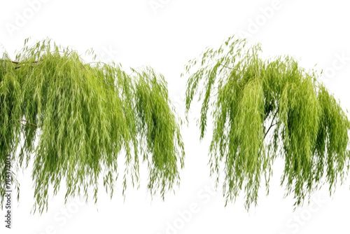 Willows with light green leaves swaying in the breeze. isolated on a transparent background.