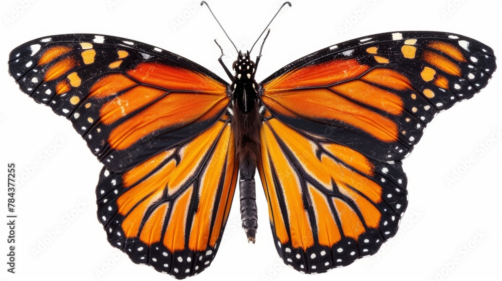 Fototapeta premium A large orange butterfly with black markings on its wings. The butterfly is resting on a white background