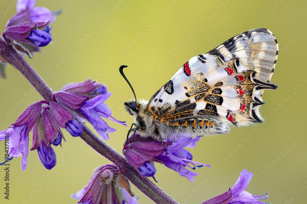 Fototapeten Schmetterling Schmetterling - Closeup   beautiful butterflies ( Zerynthia cerisyi ) sitting on the flower. #784377816