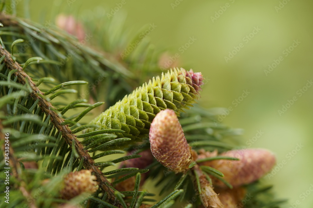 Natural perfume is extracted from these pine cones (Pinaceae family). Location: Deister Mountains near Hanover, Germany. Natural perfume is extracted from these pine cones (Pinaceae family). Location: Deister Mountains near Hanover, Germany.