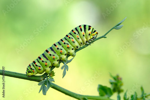 Close up   beautiful Сaterpillar of swallowtail  Monarch butterfly from caterpillar  © blackdiamond67