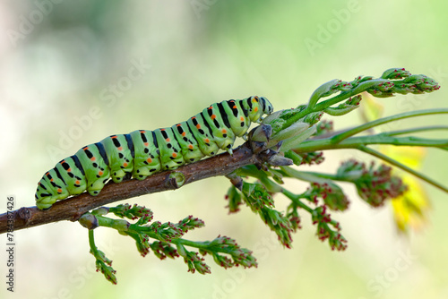 Close up beautiful Сaterpillar of swallowtail Monarch butterfly from caterpillar 