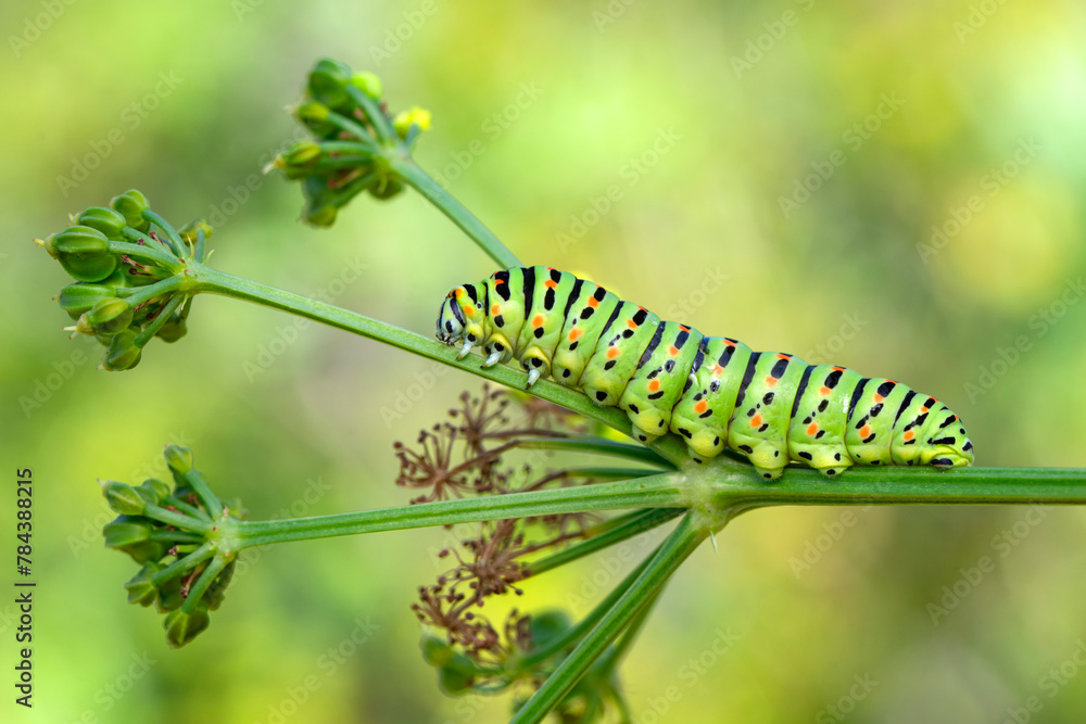 Close up beautiful Сaterpillar of swallowtail
Monarch butterfly from caterpillar
Close up beautiful Сaterpillar of swallowtail
Monarch butterfly from caterpillar