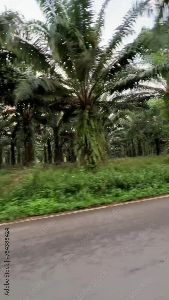 Tall palm trees stand in symmetrical rows in a lush countryside setting, ideal for agricultural and natural landscapes Tall palm trees stand in symmetrical rows in a lush countryside setting, ideal for agricultural and natural landscapes