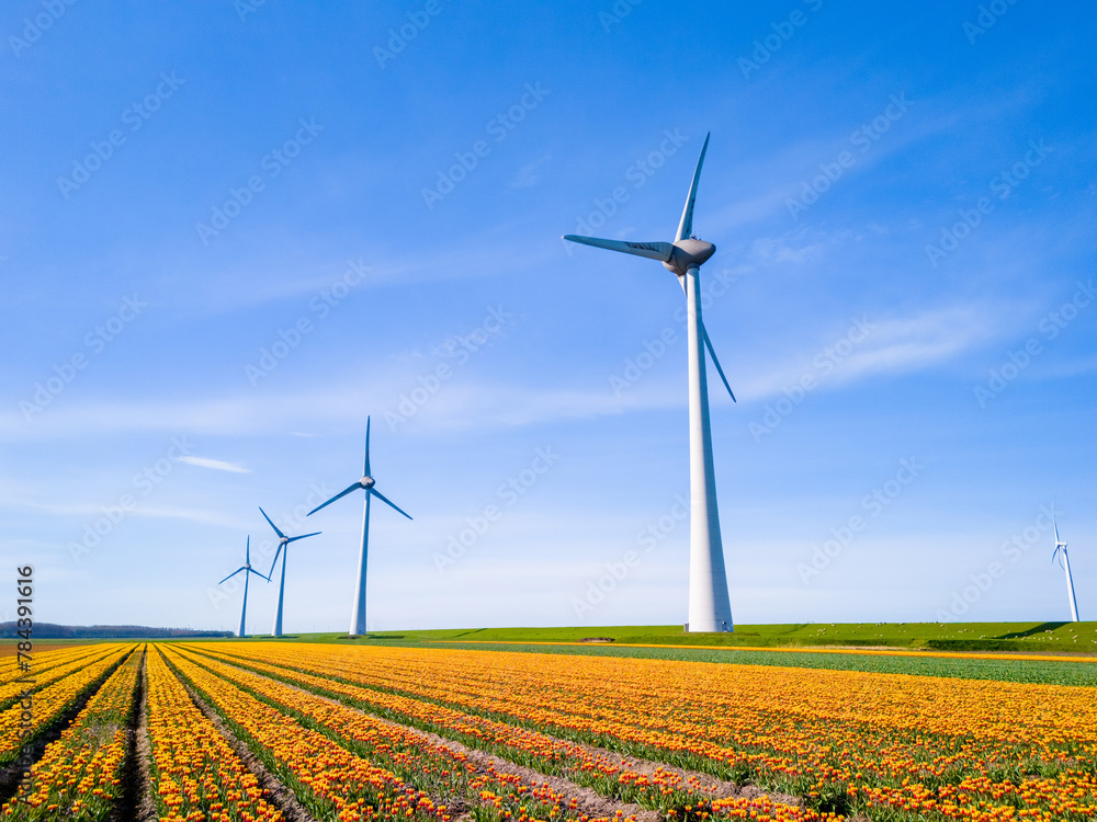 Windmill park in a field of tulip flowers, drone aerial view of windmill turbines generating green energy electrically, windmills in the Netherlands. 