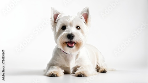  A dog in focus, smiling happily on a pristine white backdrop