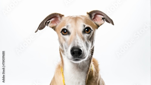   A tight shot of a poised dog wearing a collar, gazing intently into the camera © Viktor