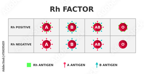 Rh factor blood group system. Rh positive on Rh negative. Rhesus D antigen on the surface of red blood cells. Importnace in blood transfusion. 85% of people are Rh-positive. Vector illustration. photo