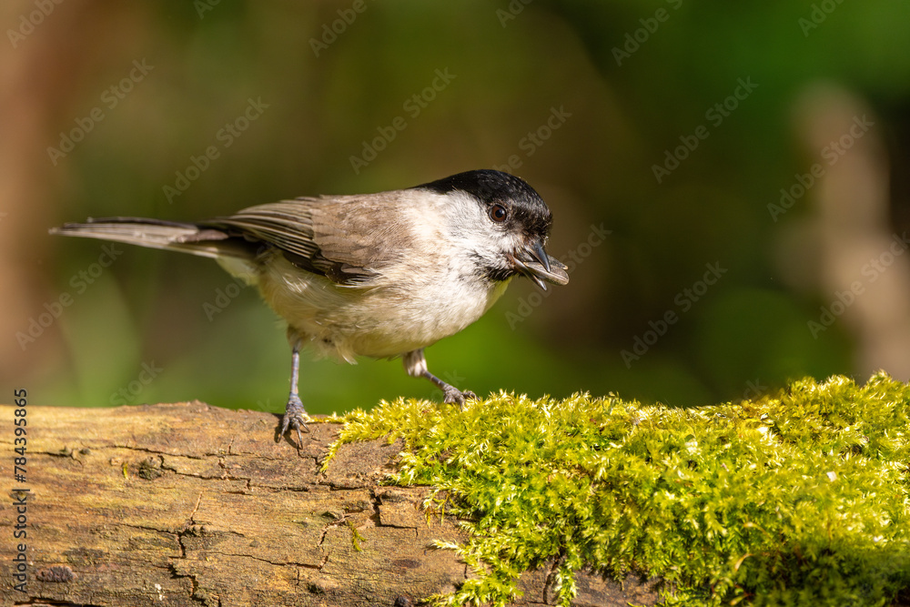 Naklejka premium Tannenmeise sitzt auf einem alten Ast mit Moos bewachsen