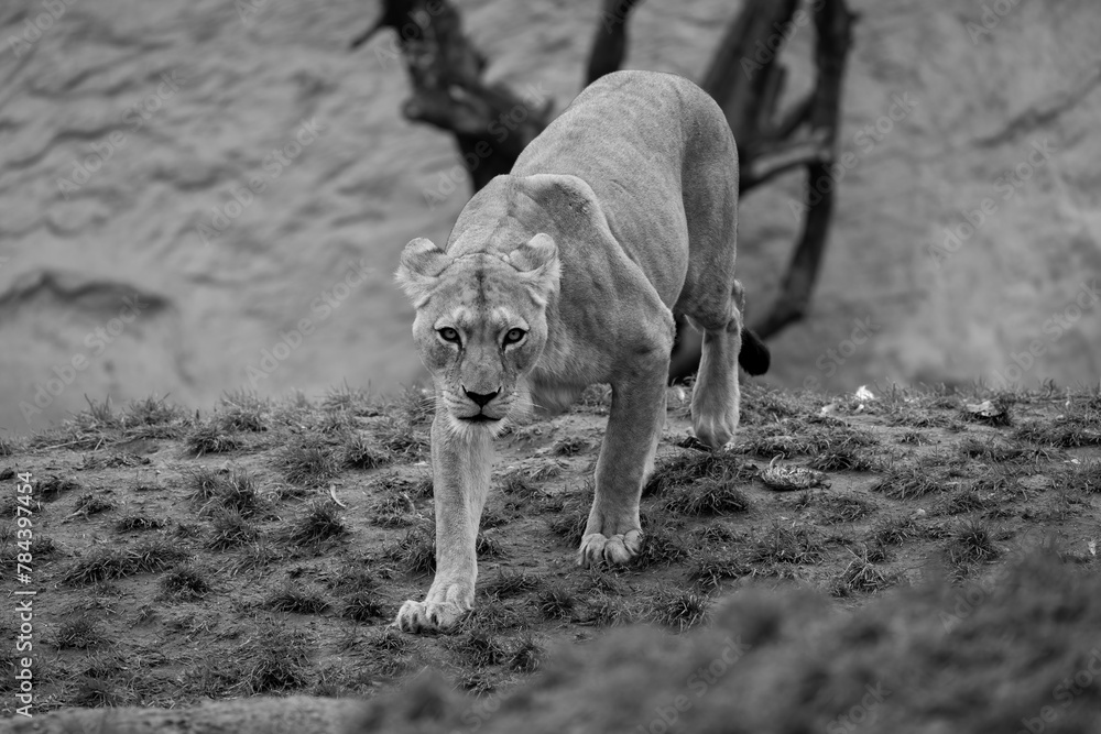 Barbary lion, North Africa, Atlas. This species of lion is already