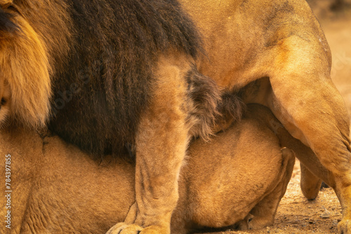Obraz na plátně Barbary lion, North Africa, Atlas