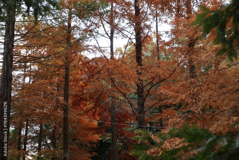 Tranquil autumn forest with orange leaves on tree branches. Tranquil autumn forest with orange leaves on tree branches.