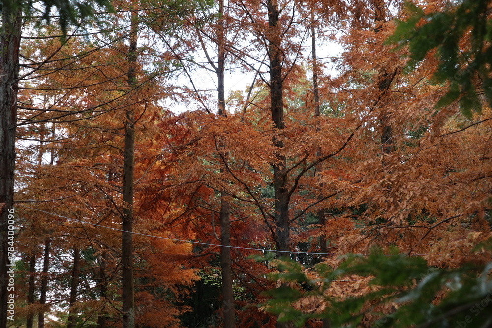 Tranquil autumn forest with orange leaves on tree branches.