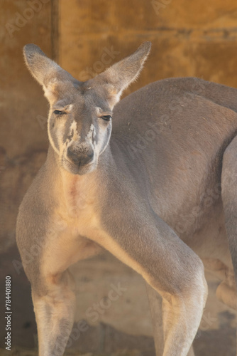 Large kangaroo grazing on the grass