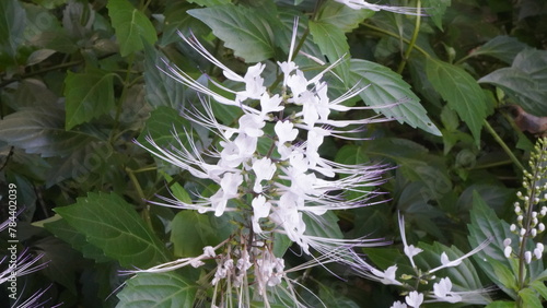 Fairhill nursery flowers on a Sunday afternoon