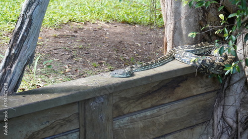 Snake relaxing in the Sunday afternoon sun