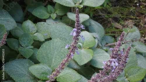 Fairhill nursery flowers on a Sunday afternoon