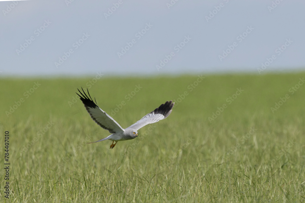 Male Hen Circus cyaneus in flight in central France Male Hen Circus cyaneus in flight in central France