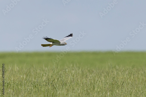 Male Hen Circus cyaneus in flight in central France