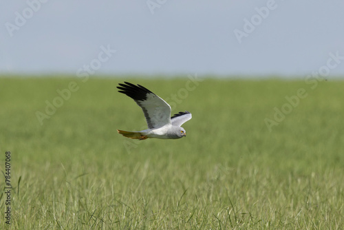 Male Hen Circus cyaneus in flight in central France