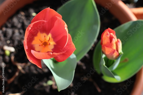 Colorful and striking tulips in a garden at sunset