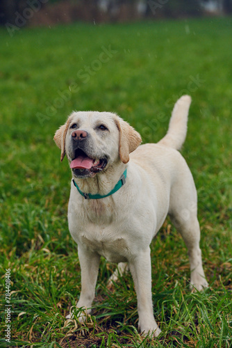 Young blond labrador retriever standing in grass and looking at the camera while it is raining, copyspace above