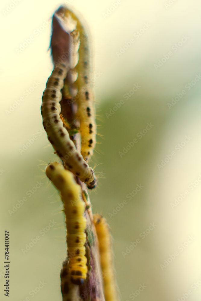 Fototapeta premium Caterpillars of weave moth yponomeuta evonymella. Macro photography caterpillar, soft focus.