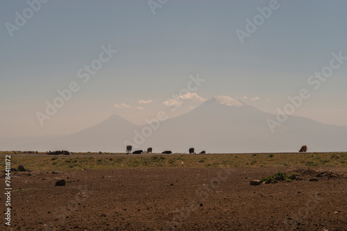 Flock of sheep grazing in the mountains. The concept of rural life.