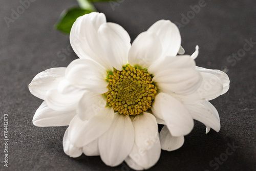 Macro of white chrysanthemum  marguerite  crown daisy on grey background white flower with a yellow middle isolated