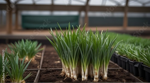 Green Onions Scallions crops in greenhouse .Generative AI