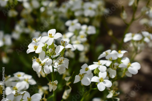 Small white spring flowers. Selective focus.
