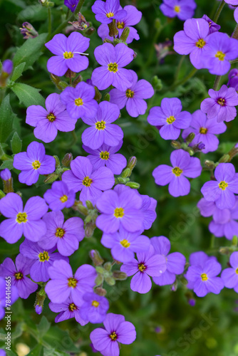 Background of small purple flowers. Flat lei.
