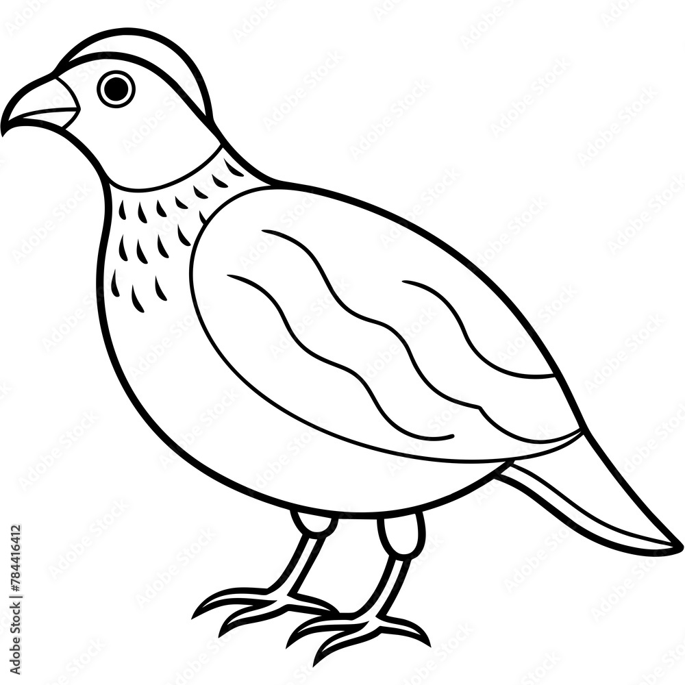 Obraz premium common quail line art, drawing coloring book pages for children and adults