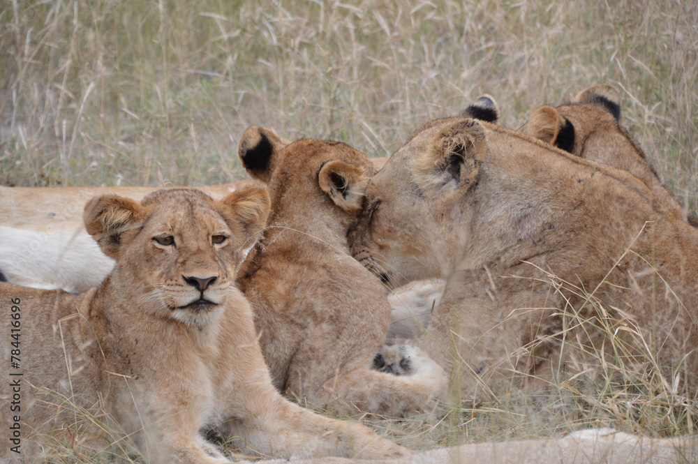 lioness and cubs