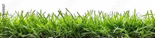 smooth green lawn grass. freshly cut tarwa. on a white background. generative ai