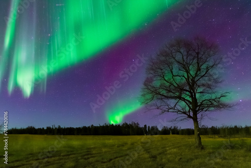 northern lights. tree stands on a green field under the sky with northern lights, nature concept