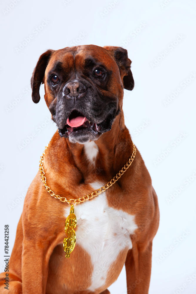 Rapper boxer dog