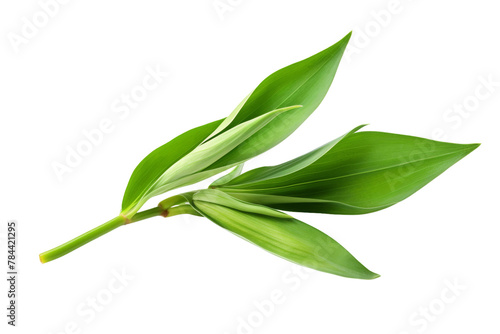 Verdant Whisper: A Close-Up Study of a Vibrant Green Leaf on a Pure White Canvas. On White or PNG Transparent Background.