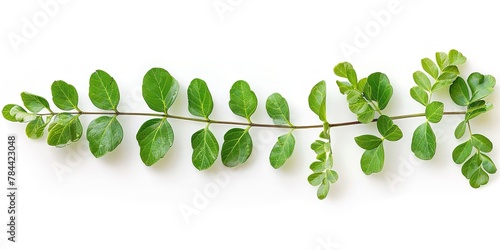 Over a white setting depicts a green split of phyllanthus niruri herbs, which are an array of herbal vine better for immunity and space, Generative AI.