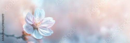 White flower stands out against a blurred backdrop