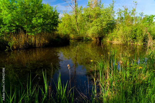 Punta Alberete nature reserve (Ravenna) photo