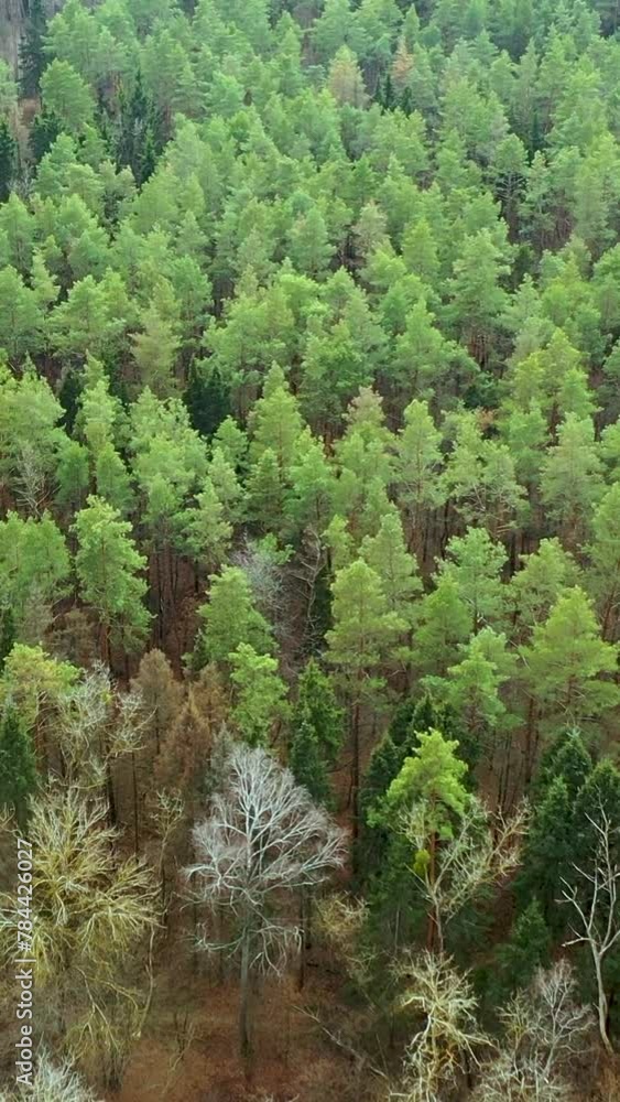 Green pine autumn forest. Flying over the treetops. Vertical video. Green pine autumn forest. Flying over the treetops. Vertical video.
